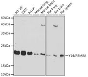 Y14/RBM8A Rabbit mAb