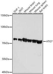 [KD Validated] ATG7 Rabbit mAb