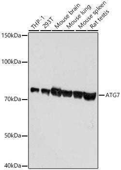 [KD Validated] ATG7 Rabbit mAb