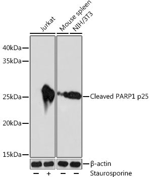 Cleaved PARP1 p25 Rabbit mAb