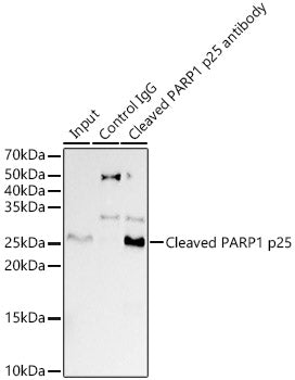 Cleaved PARP1 p25 Rabbit mAb