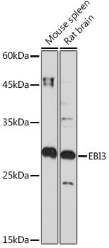 EBI3 Rabbit mAb