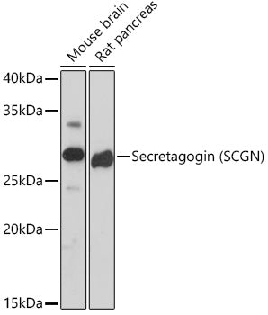 Secretagogin (SCGN) Rabbit mAb