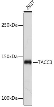 TACC3 Rabbit mAb