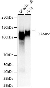 LAMP2 Rabbit pAb