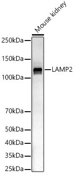 LAMP2 Rabbit pAb