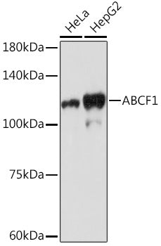 ABCF1 Rabbit mAb
