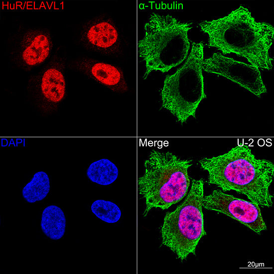 [KO Validated] HuR/ELAVL1 Rabbit mAb