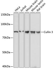 Cullin 3 Rabbit mAb