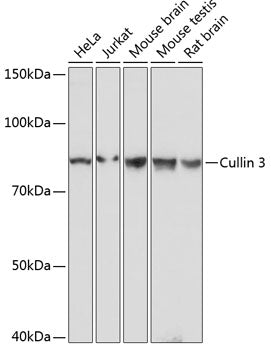 Cullin 3 Rabbit mAb