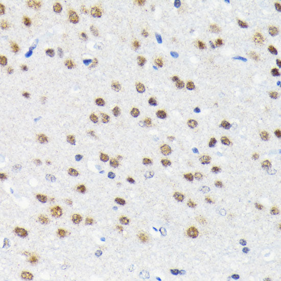 Cullin 3 Rabbit mAb