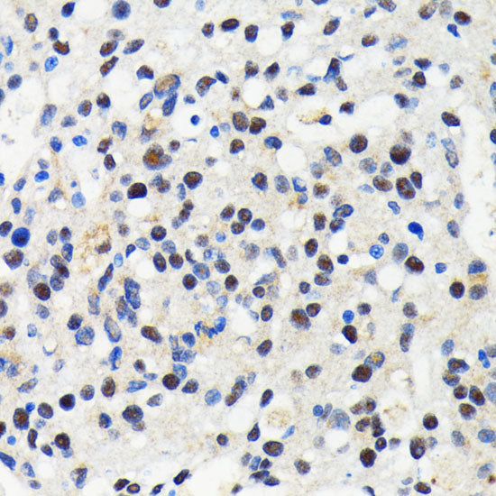 Cullin 3 Rabbit mAb