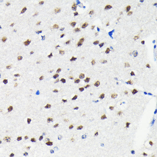 Cullin 3 Rabbit mAb