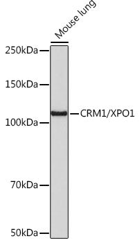 CRM1/XPO1 Rabbit mAb