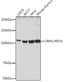 CRM1/XPO1 Rabbit mAb