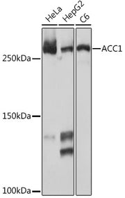 ACC1 Rabbit mAb