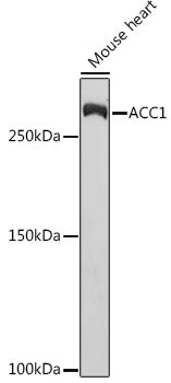 ACC1 Rabbit mAb