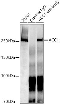 ACC1 Rabbit mAb