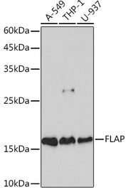 FLAP Rabbit mAb