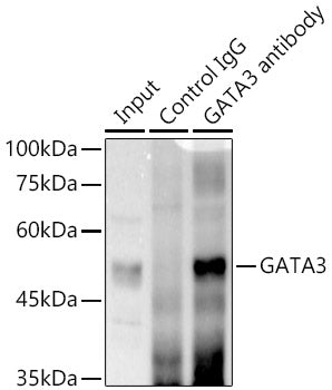 GATA3 Rabbit mAb