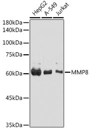 MMP8 Rabbit pAb