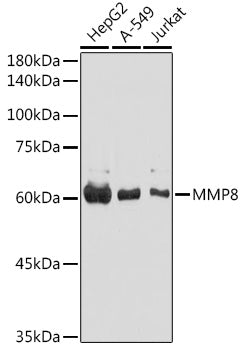 MMP8 Rabbit pAb
