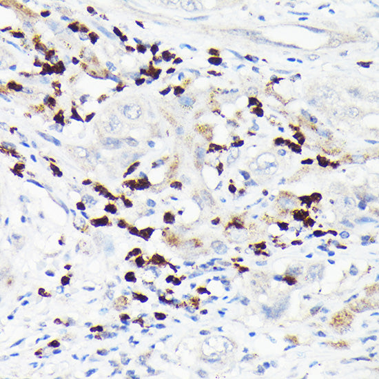 MMP8 Rabbit pAb