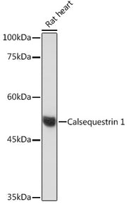 Calsequestrin 1 Rabbit mAb