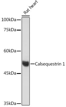 Calsequestrin 1 Rabbit mAb