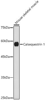 Calsequestrin 1 Rabbit mAb