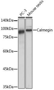 Calmegin Rabbit mAb