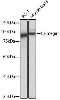 Calmegin Rabbit mAb