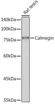 Calmegin Rabbit mAb