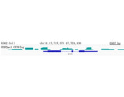 MonoMethyl-Histone H3-R2 Rabbit mAb