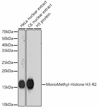 MonoMethyl-Histone H3-R2 Rabbit mAb
