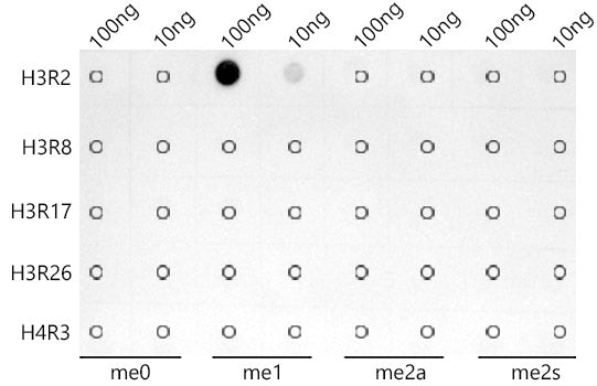 MonoMethyl-Histone H3-R2 Rabbit mAb