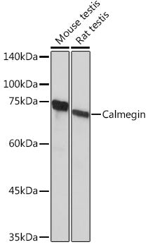 Calmegin Rabbit mAb
