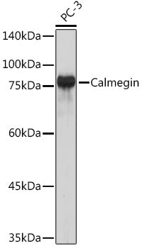 Calmegin Rabbit mAb