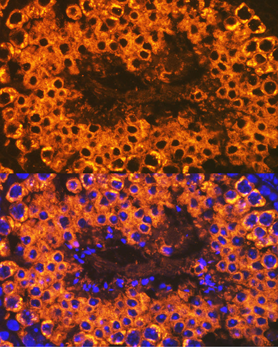 Calmegin Rabbit mAb