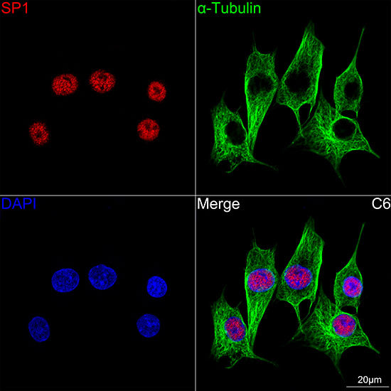 SP1 Rabbit mAb