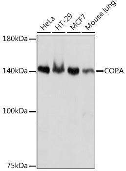 COPA Rabbit mAb