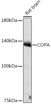 COPA Rabbit mAb