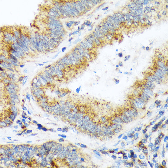 COPA Rabbit mAb