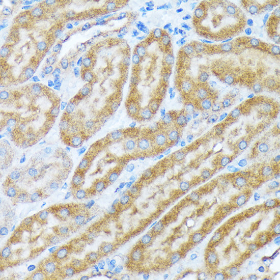 COPA Rabbit mAb
