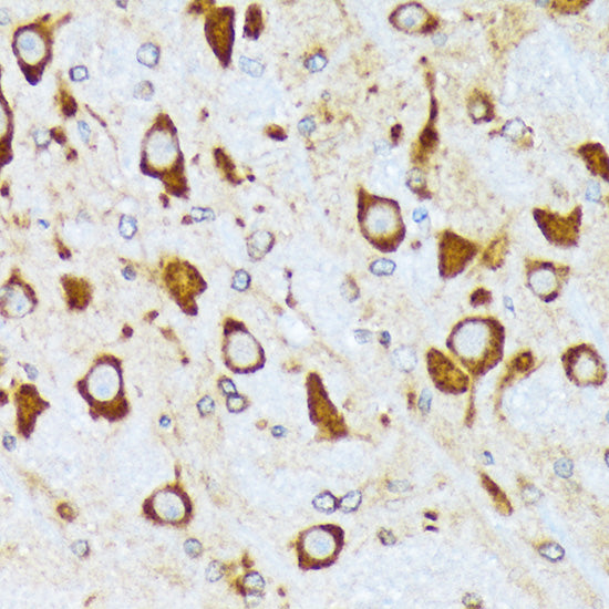 COPA Rabbit mAb