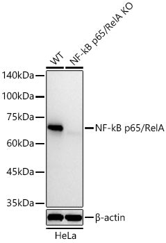 [KO Validated] NF-kB p65/RelA Rabbit mAb