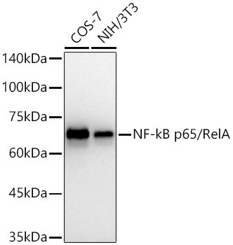 [KO Validated] NF-kB p65/RelA Rabbit mAb