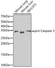 [KO Validated] Caspase-3 Rabbit mAb