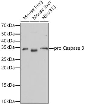 [KO Validated] Caspase-3 Rabbit mAb