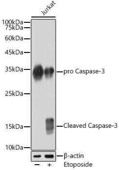 [KO Validated] Caspase-3 Rabbit mAb